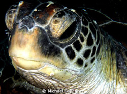 Turtlely dude!!! Green Sea Turtle portrait - Julian Rocks... by Michael Gallagher 